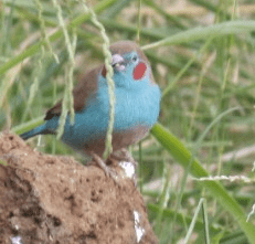 Screen Shot 2013-05-31 at 3.04.50 PM