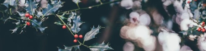 holly-annie-spratt-banner